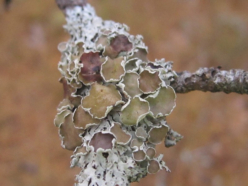Imshaugia Lichen photo 5