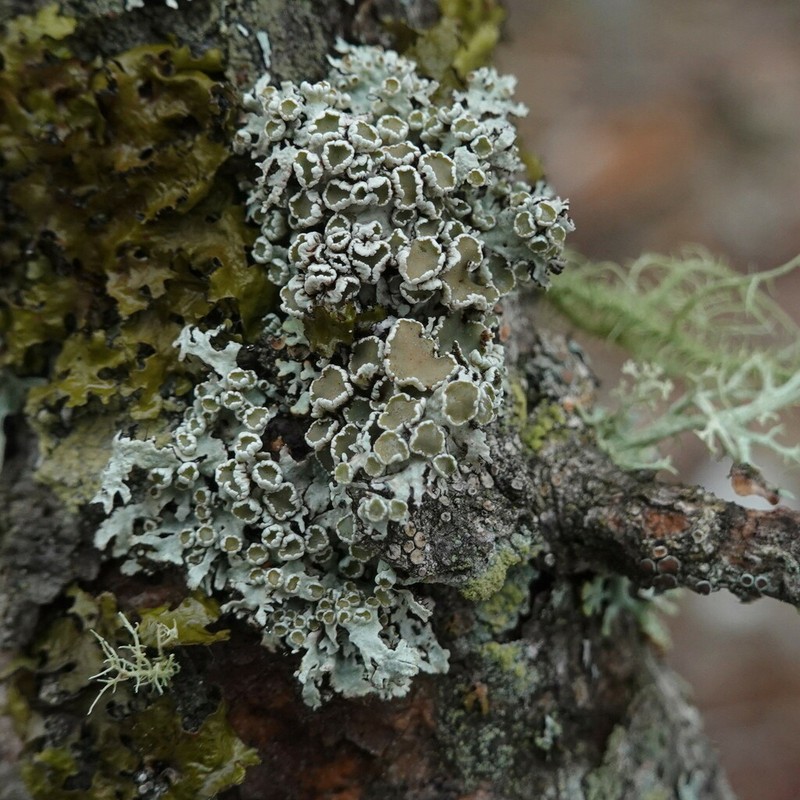 Imshaugia Lichen photo 6