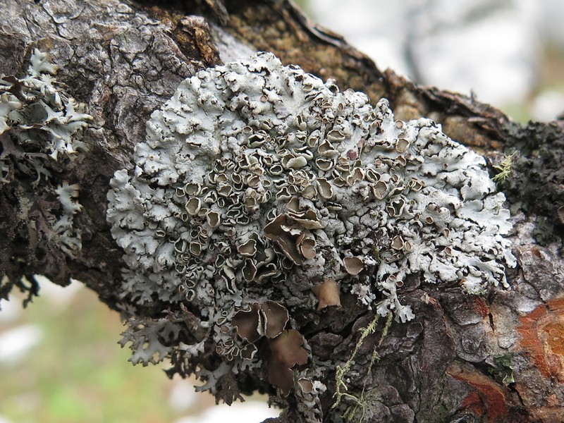 Imshaugia Lichen photo 7
