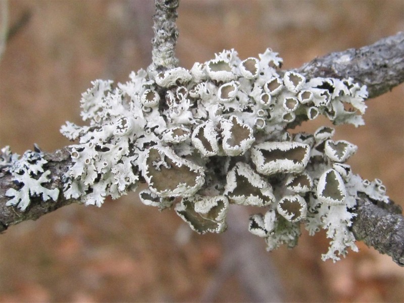 Imshaugia Lichen photo 8