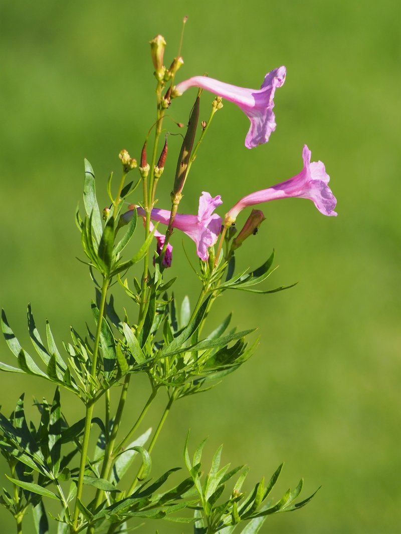 Incarvillea olgae