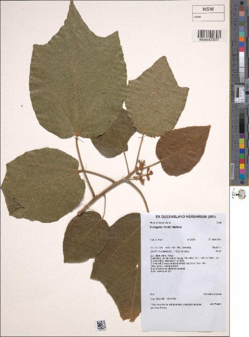 Indagator fordii