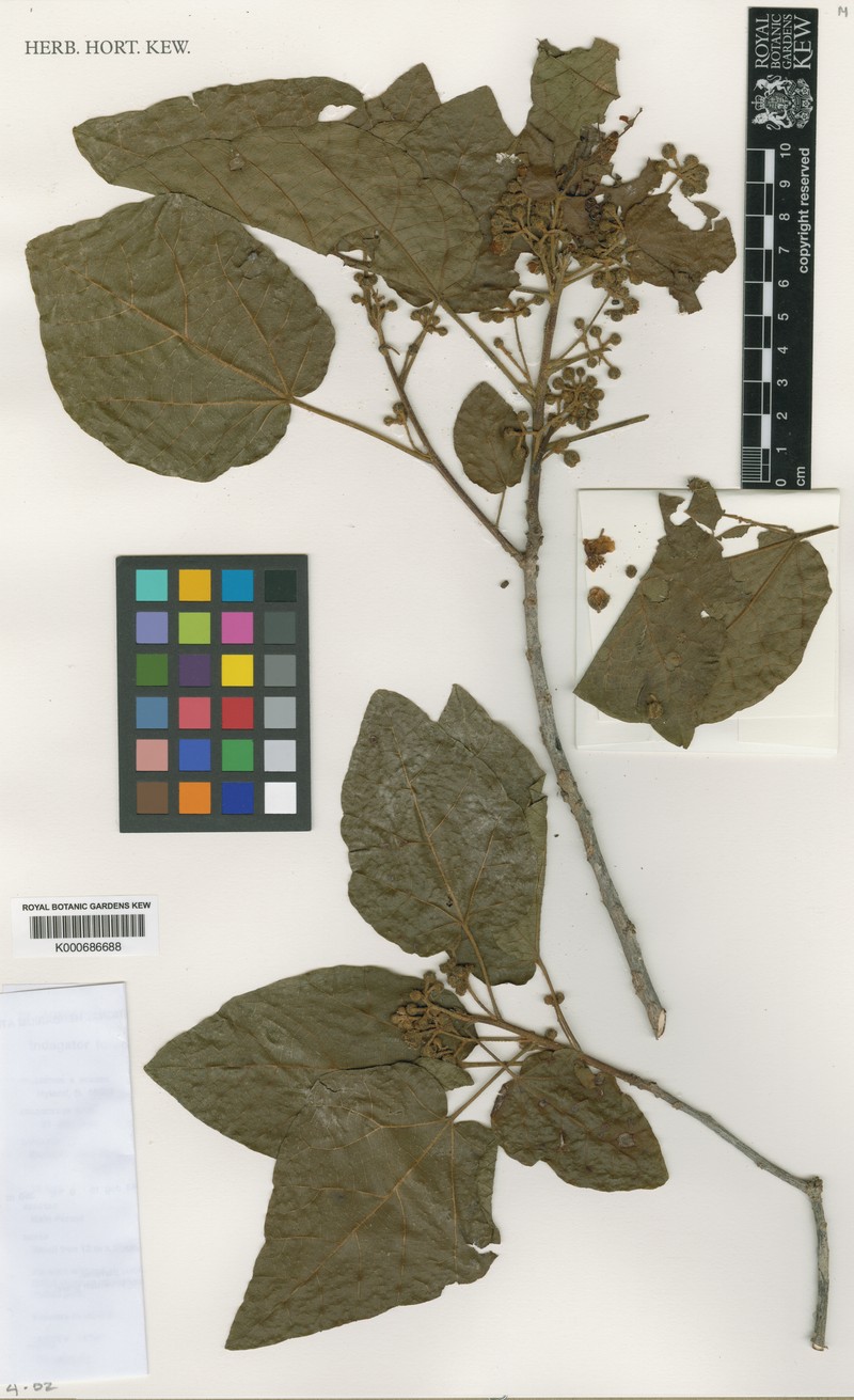 Indagator fordii photo 2