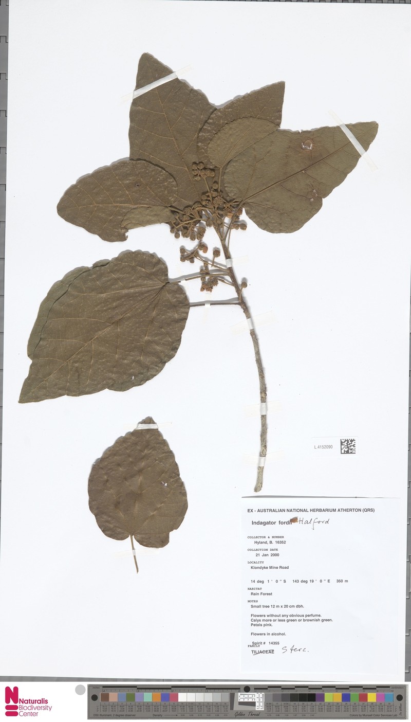 Indagator fordii photo 3