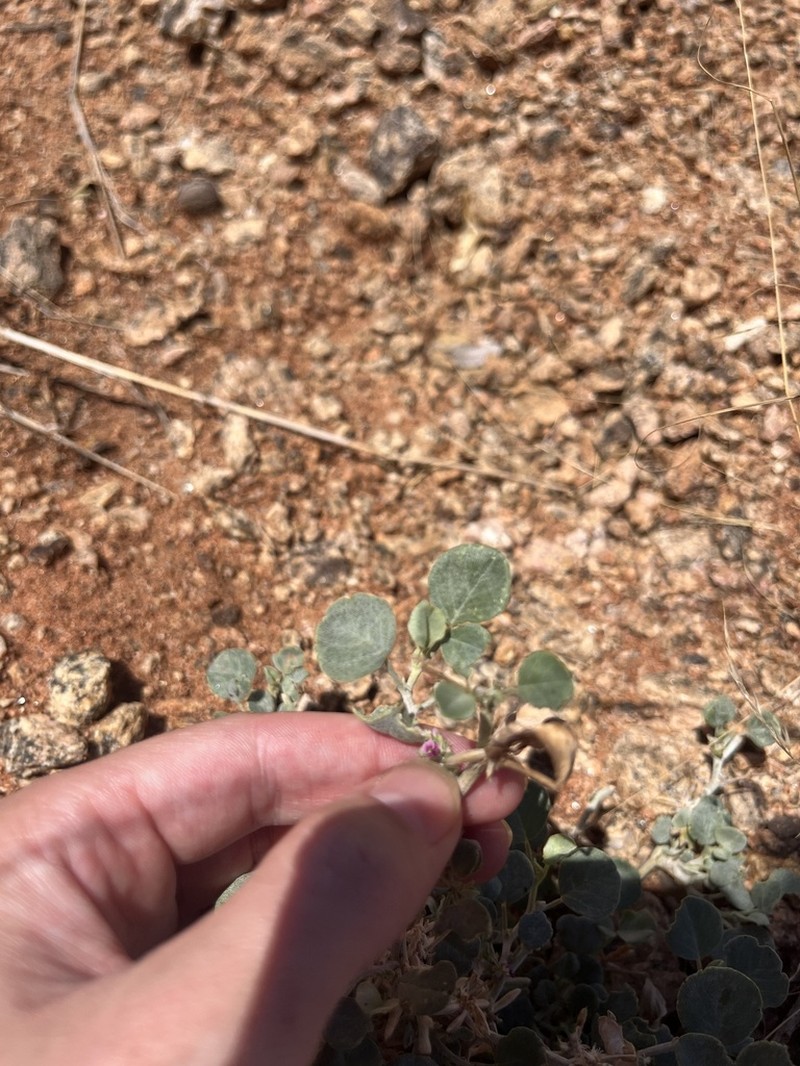 Indigastrum argyroides