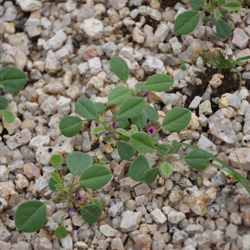 Indigastrum argyroides photo 2