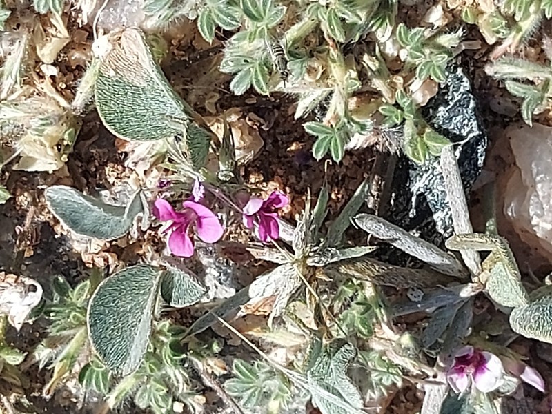 Indigastrum argyroides photo 3