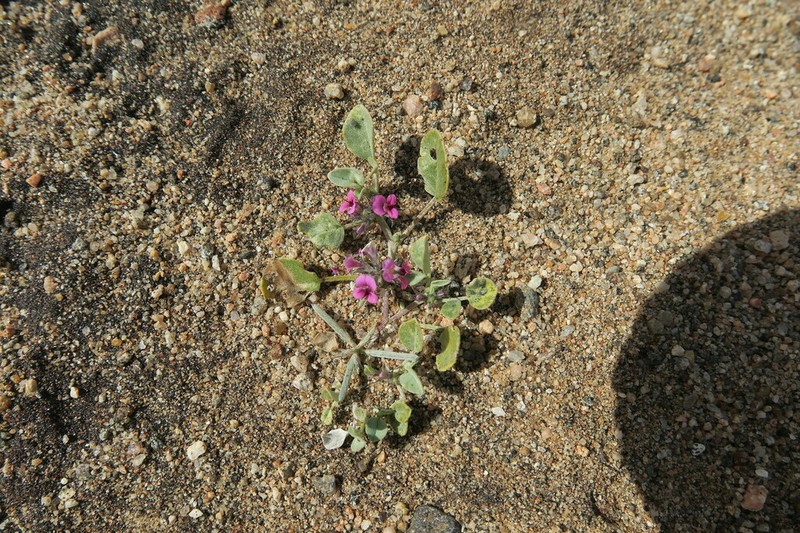 Indigastrum argyroides photo 4
