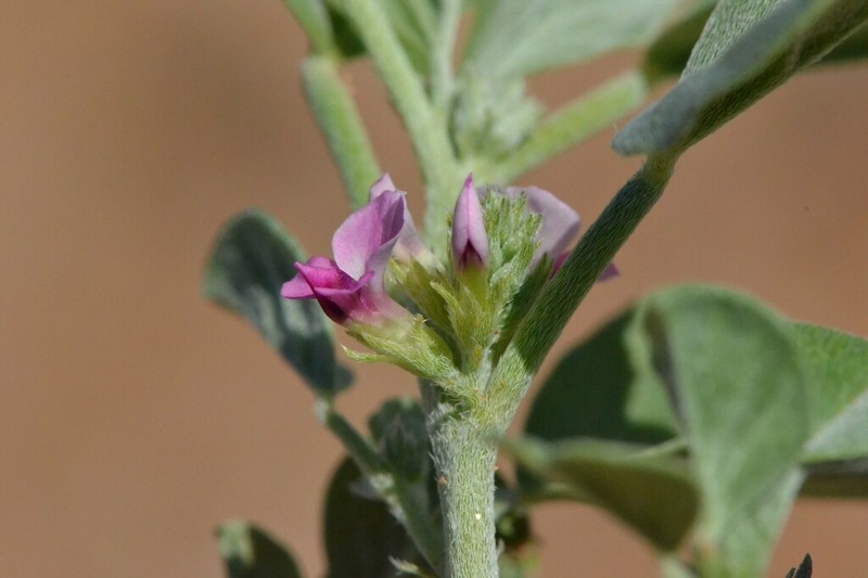 Indigastrum argyroides photo 6