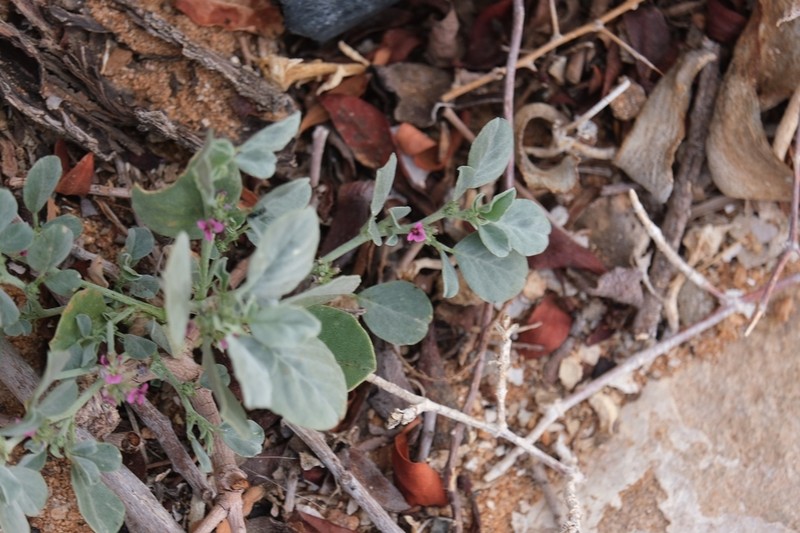 Indigastrum argyroides photo 8