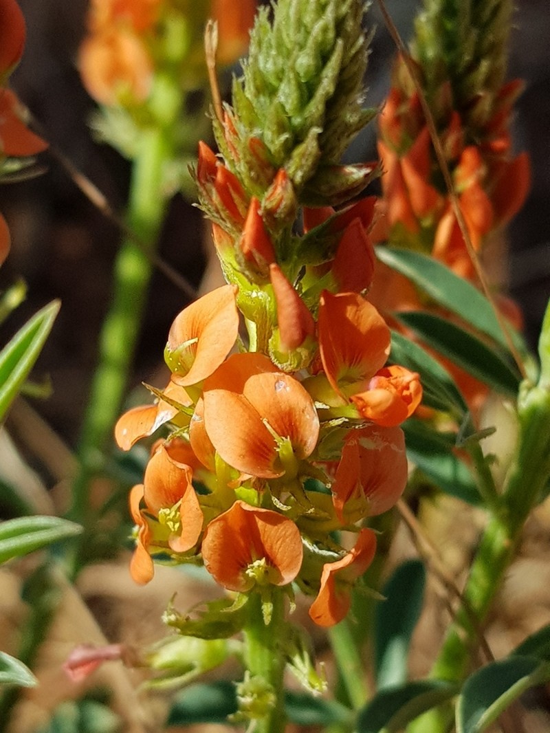 Indigastrum burkeanum