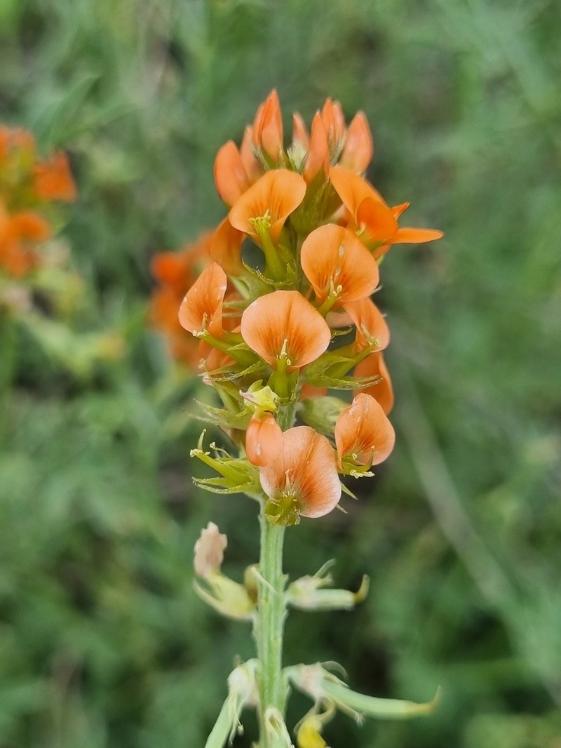Indigastrum burkeanum photo 2