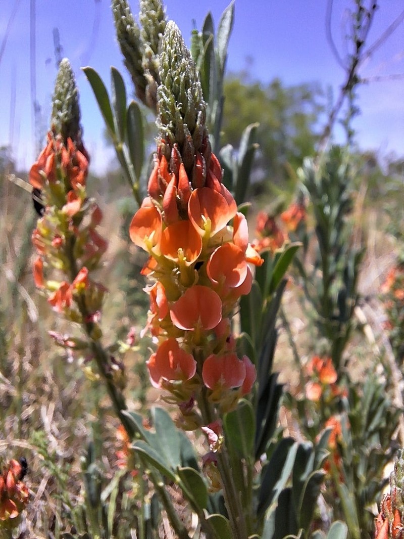 Indigastrum burkeanum photo 4
