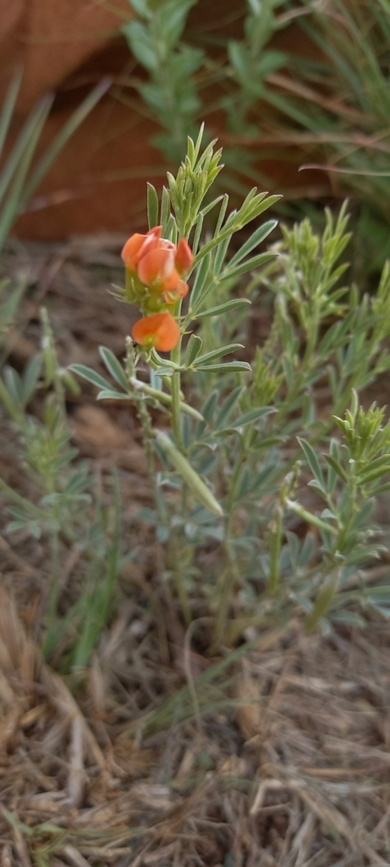 Indigastrum burkeanum photo 5