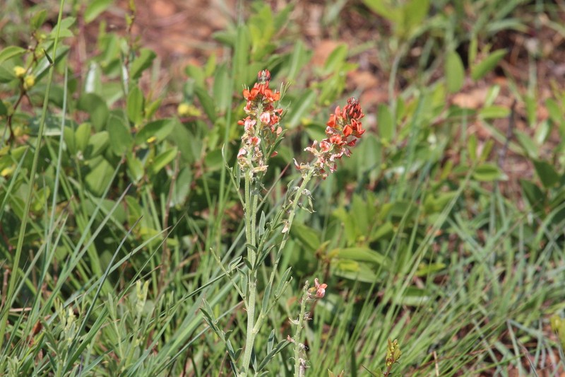 Indigastrum burkeanum photo 7