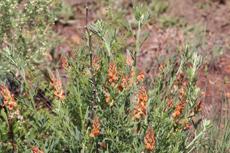 Indigastrum burkeanum photo 8