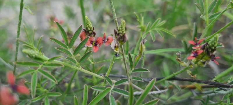 Indigastrum costatum
