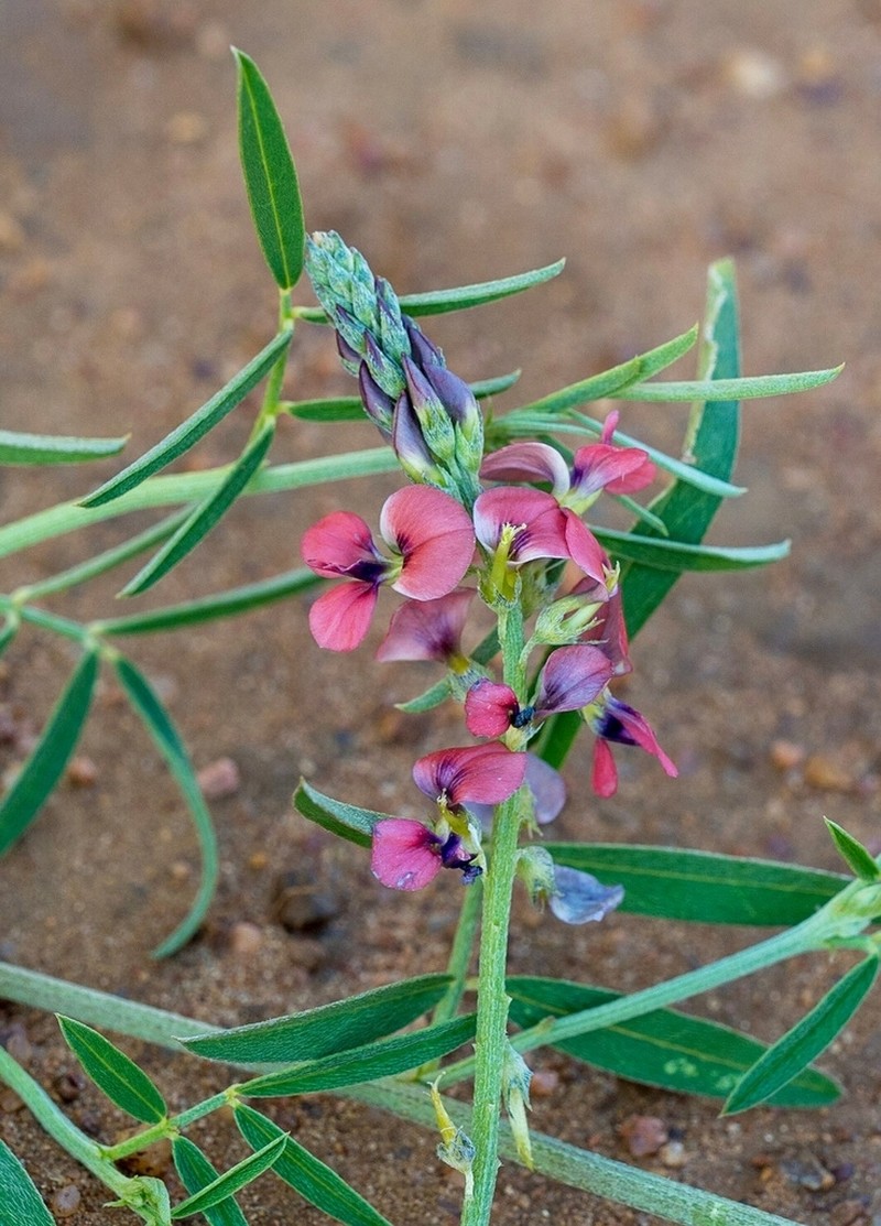 Indigastrum costatum photo 2