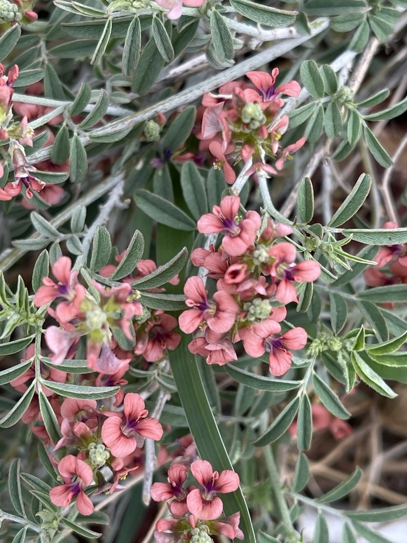 Indigastrum costatum photo 3