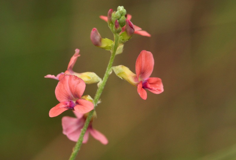 Indigastrum costatum photo 4