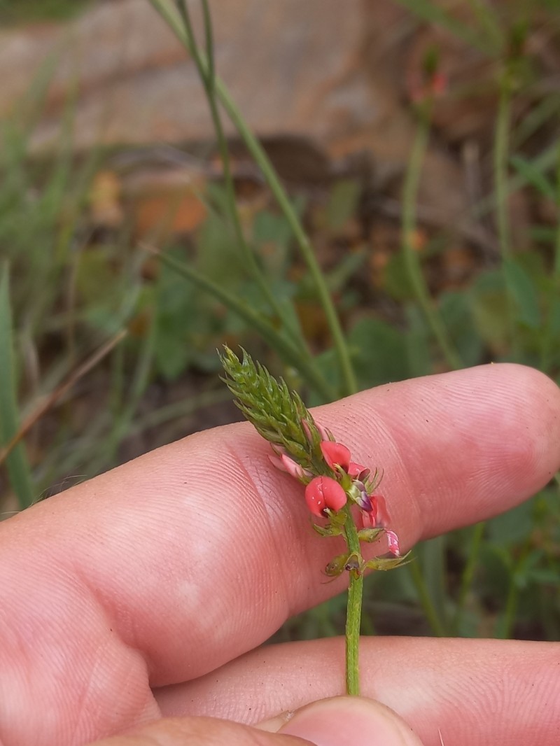 Indigastrum costatum photo 5
