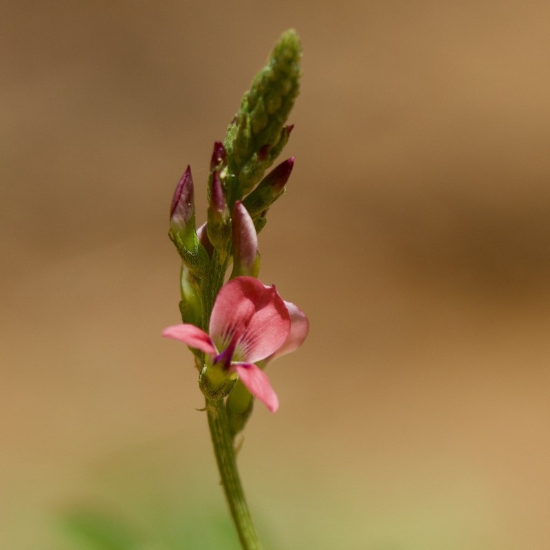 Indigastrum costatum photo 6