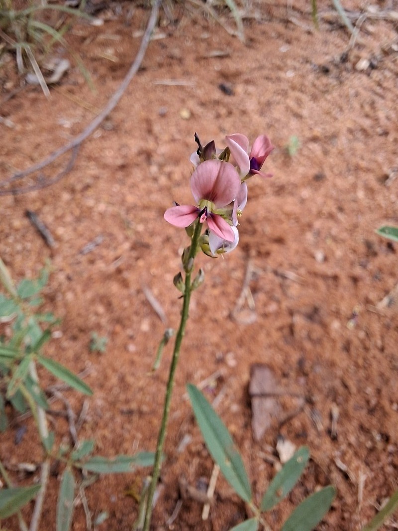 Indigastrum costatum photo 7