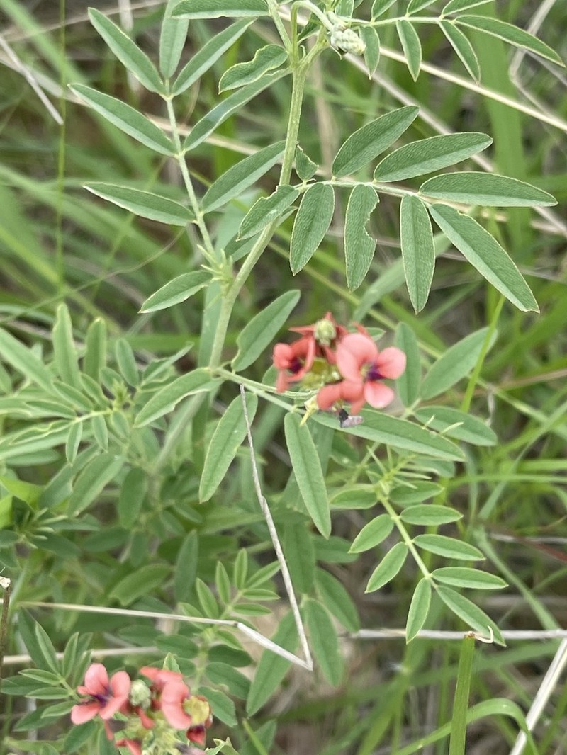 Indigastrum costatum photo 8
