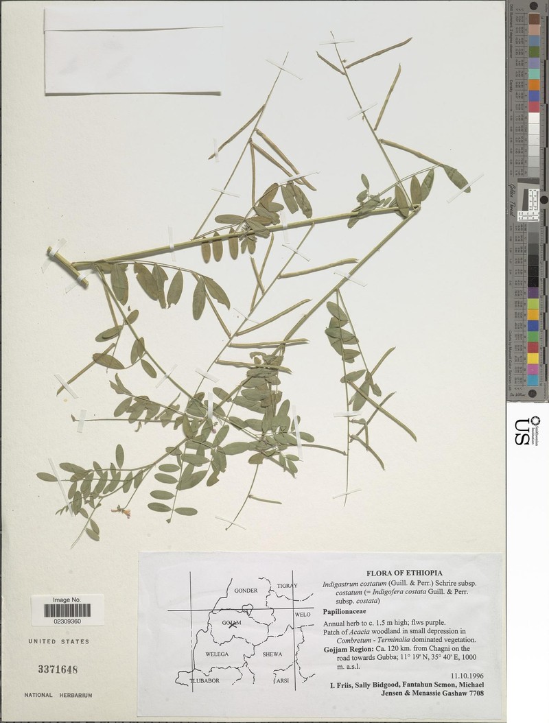 Indigastrum costatum subsp. costatum
