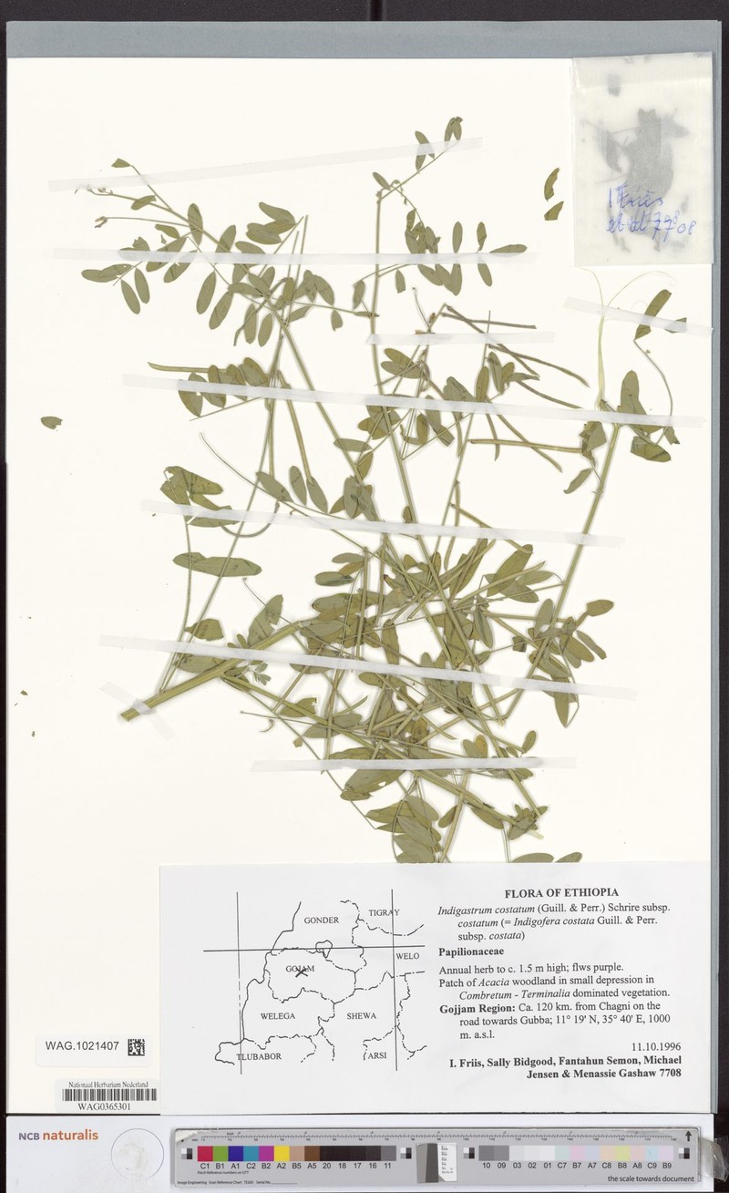 Indigastrum costatum subsp. costatum photo 2