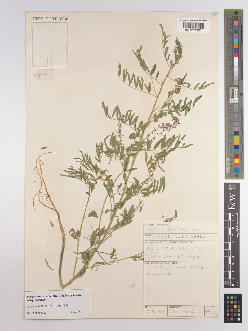 Indigastrum costatum subsp. costatum photo 3