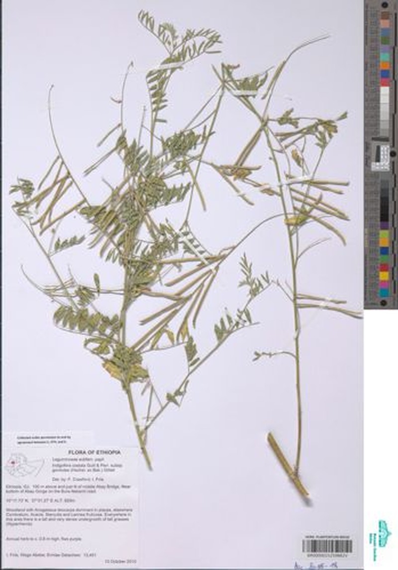 Indigastrum costatum subsp. goniodes