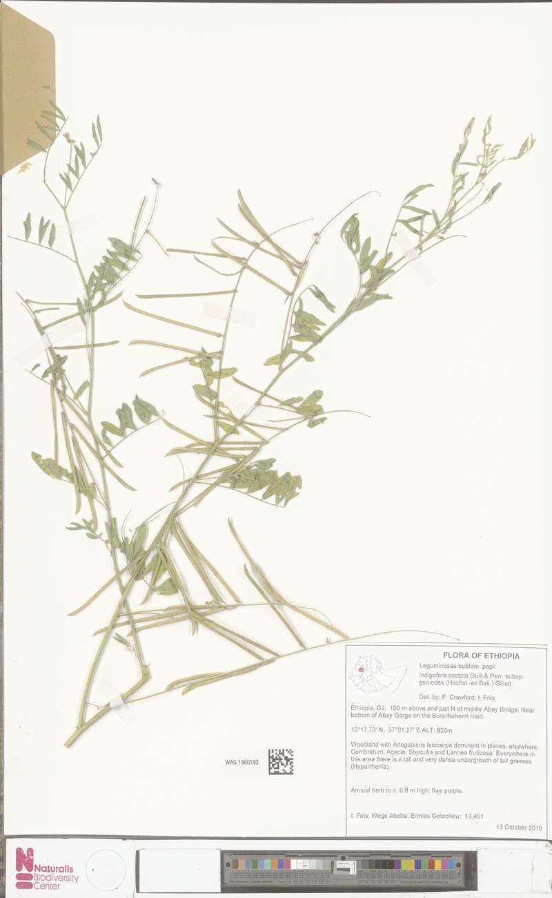 Indigastrum costatum subsp. goniodes photo 2