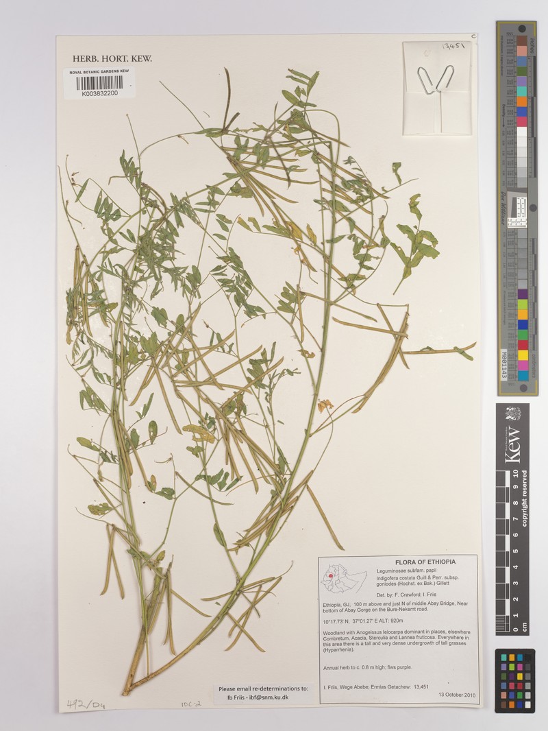 Indigastrum costatum subsp. goniodes photo 3