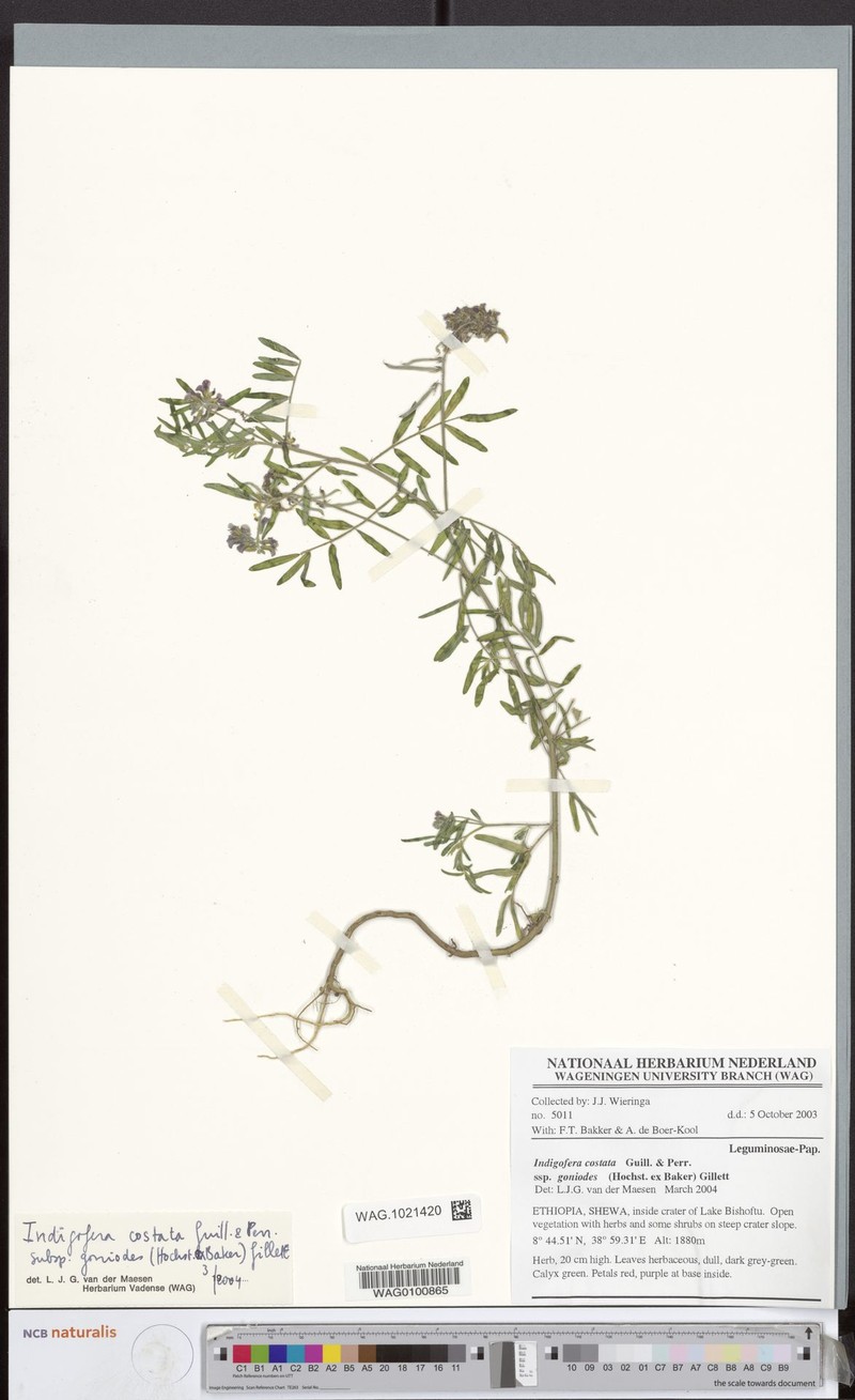 Indigastrum costatum subsp. goniodes photo 4