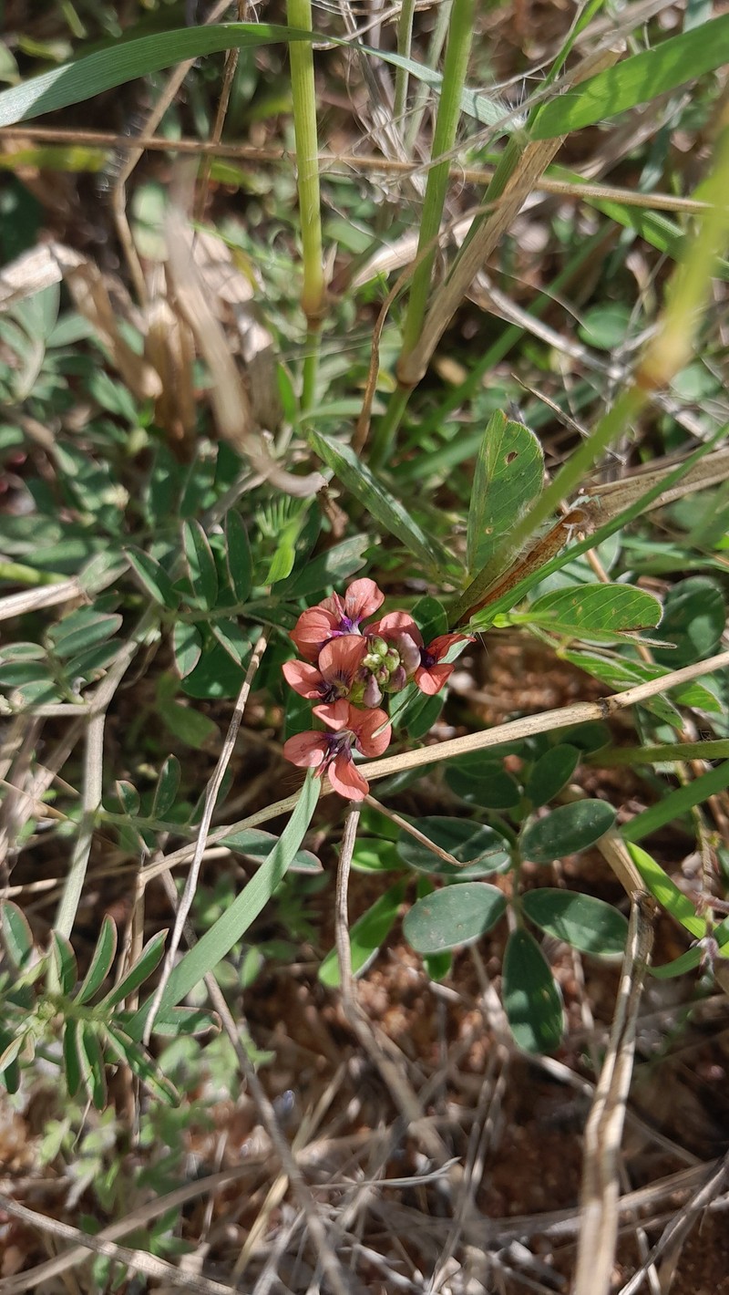 Indigastrum costatum subsp. macrum