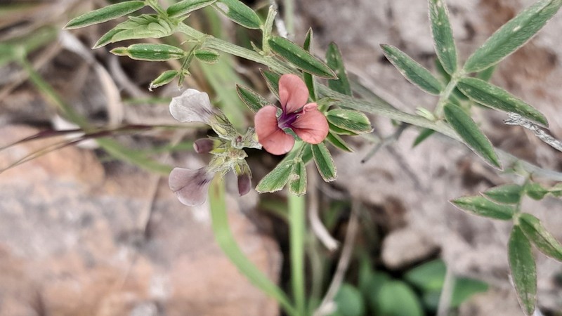 Indigastrum costatum subsp. macrum photo 2
