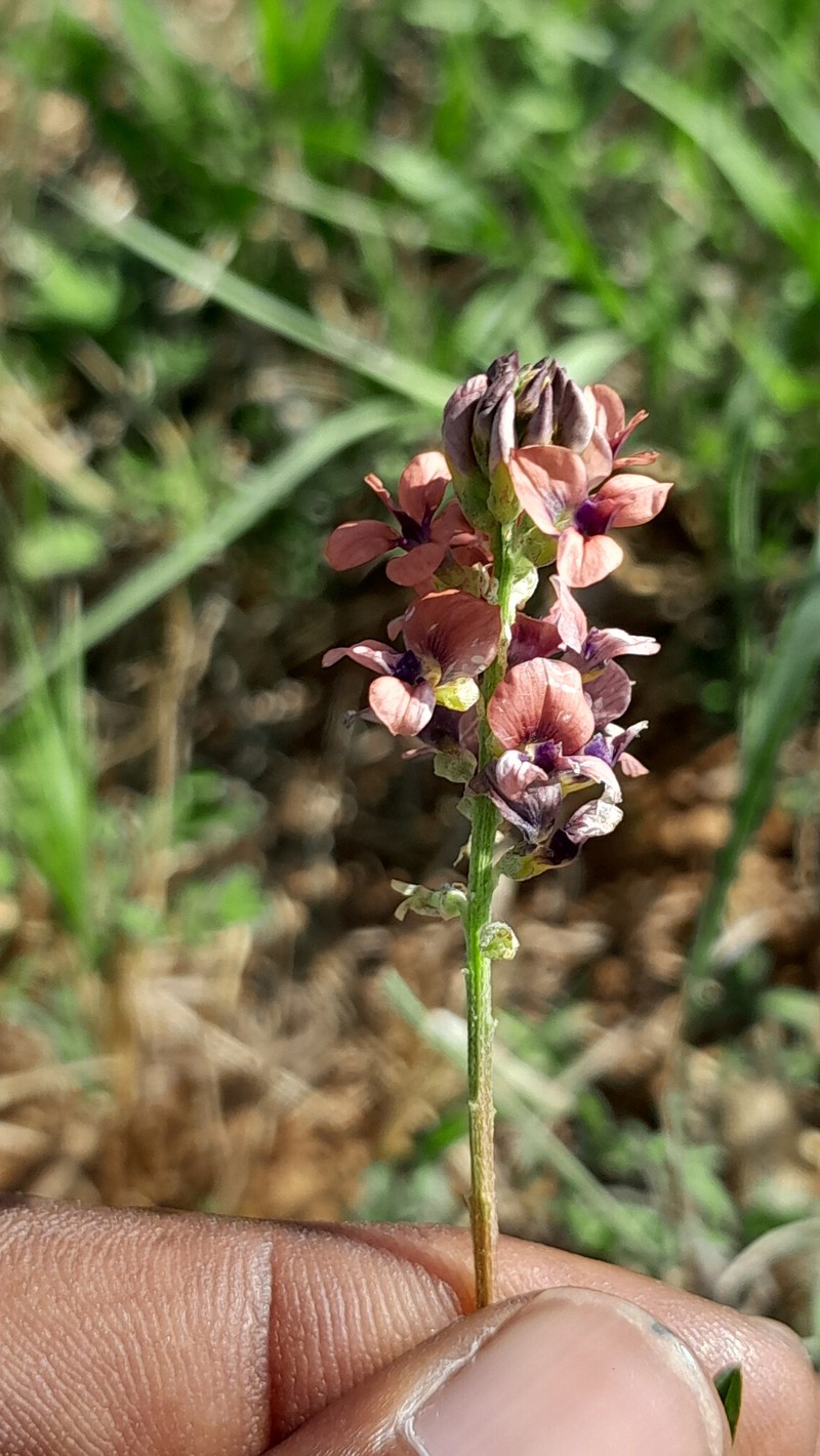 Indigastrum costatum subsp. macrum photo 3