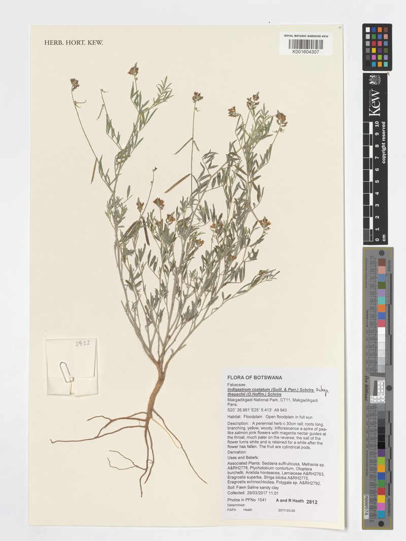 Indigastrum costatum subsp. theuschii