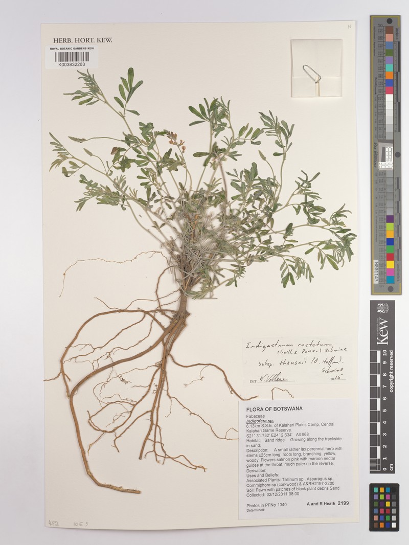 Indigastrum costatum subsp. theuschii photo 2