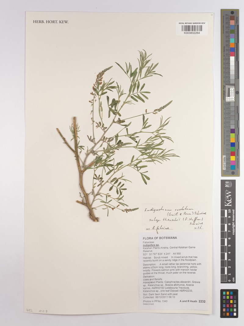 Indigastrum costatum subsp. theuschii photo 3