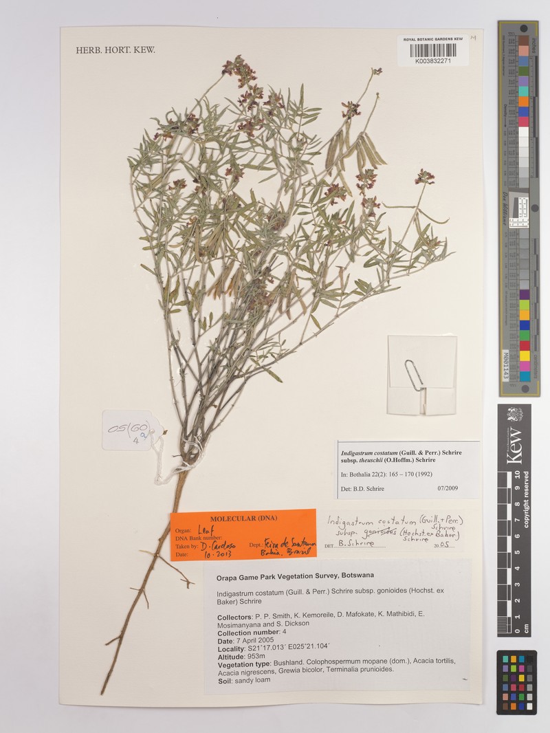 Indigastrum costatum subsp. theuschii photo 4