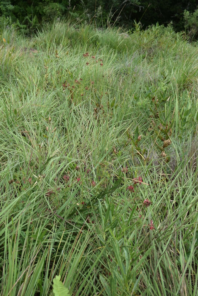 Indigastrum fastigiatum