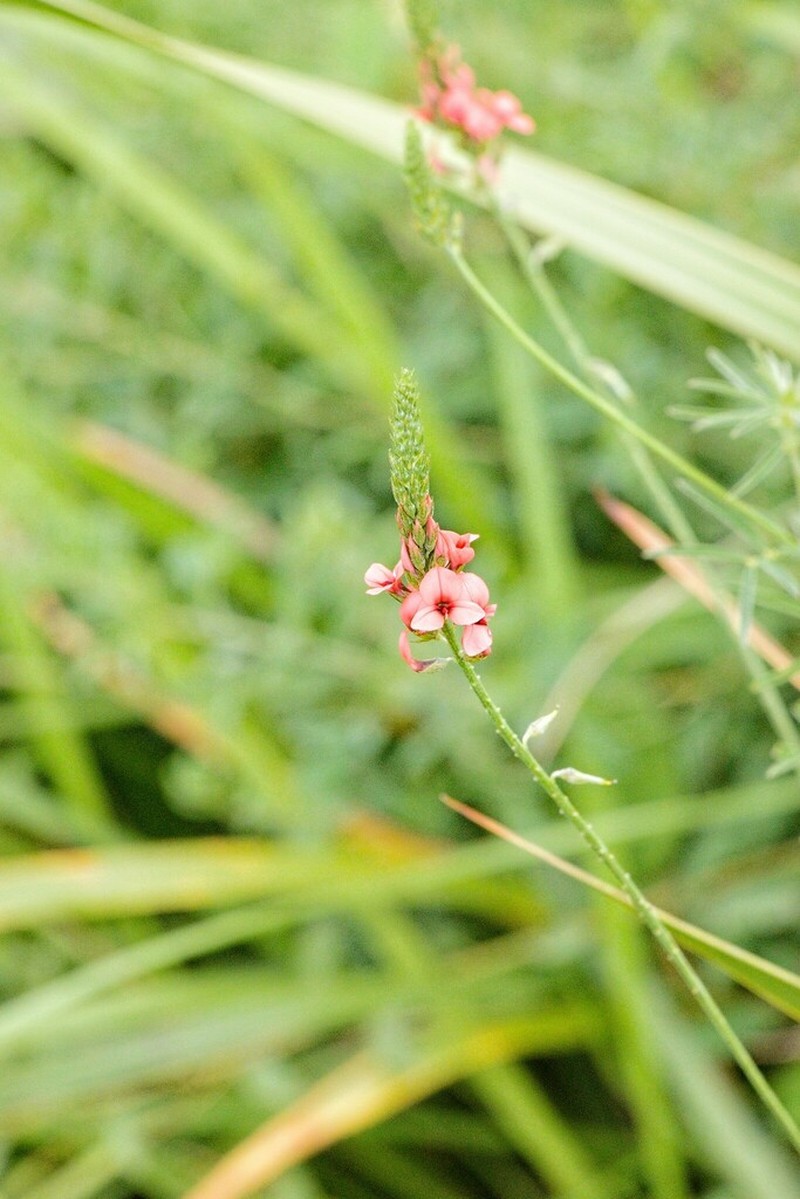 Indigastrum fastigiatum photo 2