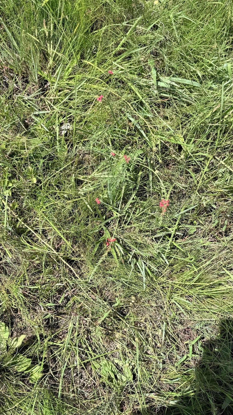 Indigastrum fastigiatum photo 3