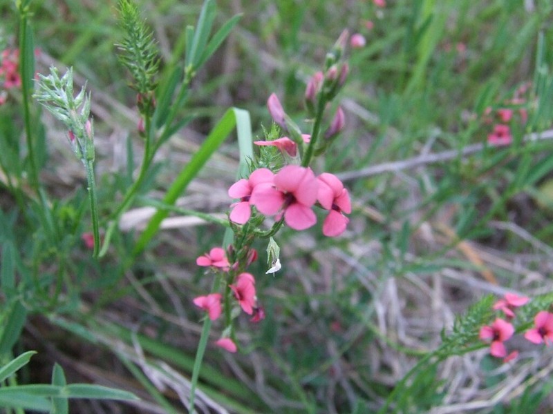 Indigastrum fastigiatum photo 4