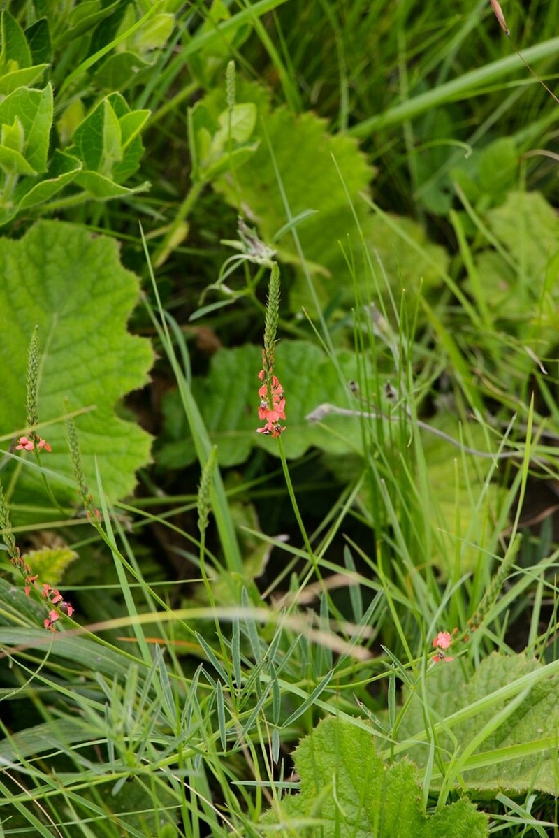 Indigastrum fastigiatum photo 5