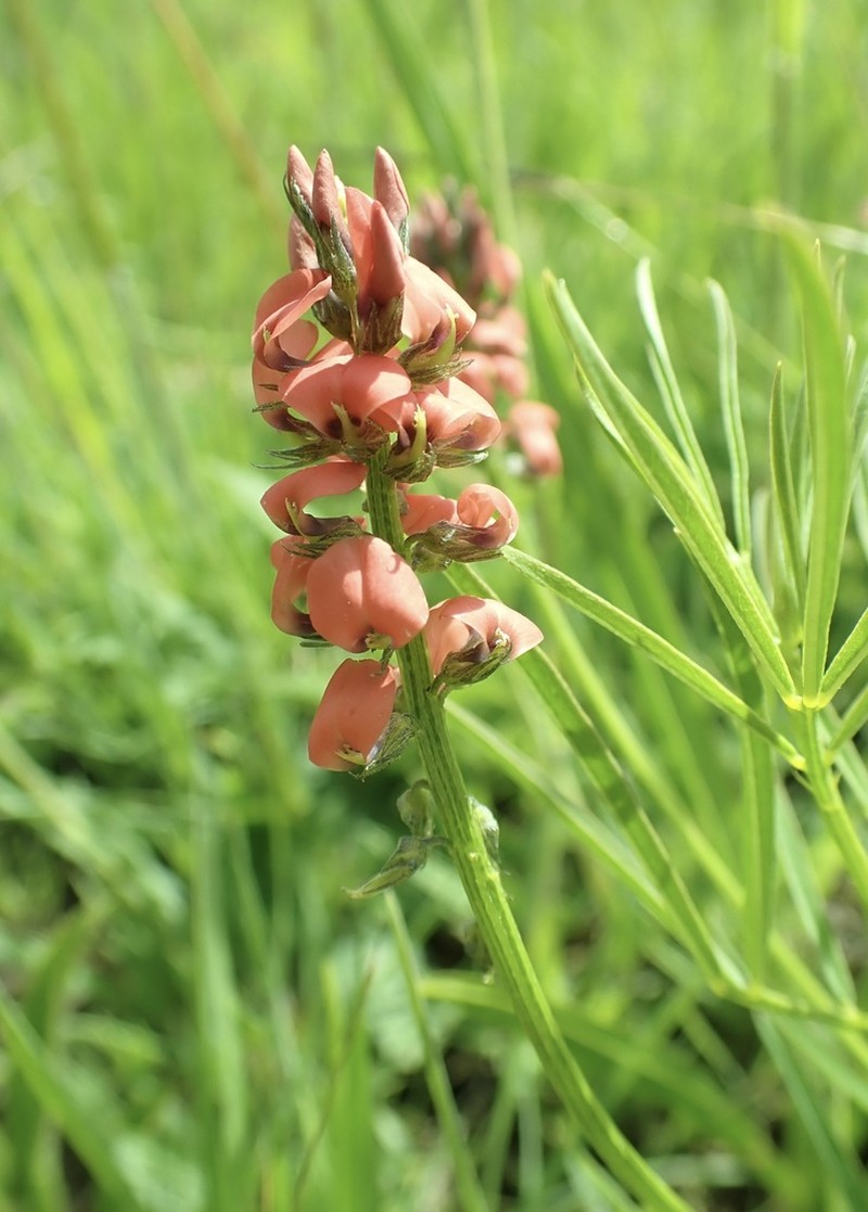 Indigastrum fastigiatum photo 6