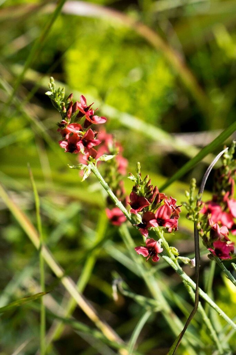 Indigastrum fastigiatum photo 7