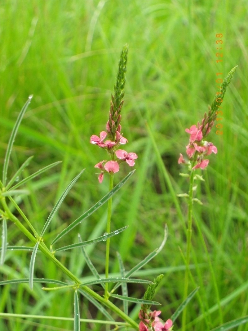 Indigastrum fastigiatum photo 8